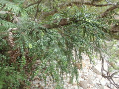 Metrosideros carminea