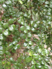 Metrosideros carminea