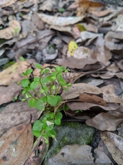 Lobelia heyneana
