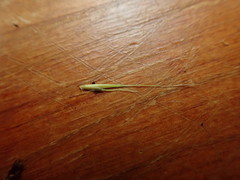 Microlaena carsei
