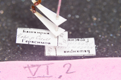 Orthotomicus proximus