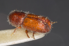Orthotomicus proximus