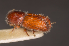 Orthotomicus proximus