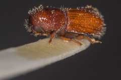 Orthotomicus proximus
