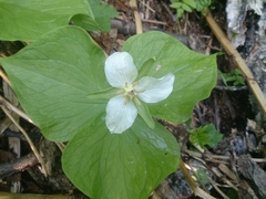 Trillium camschatcense