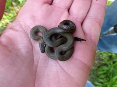 Diadophis punctatus modestus