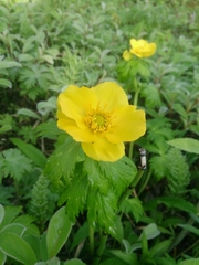 Trollius riederianus