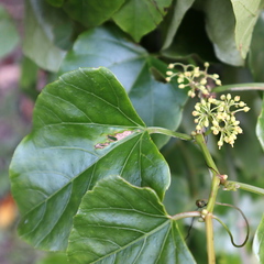 Cissus hastata