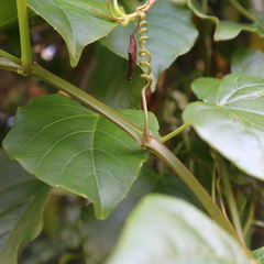 Cissus hastata