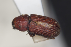 Hylurgops palliatus