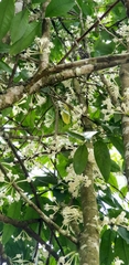 Phaleria clerodendron