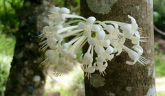 Phaleria clerodendron