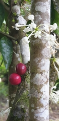 Phaleria clerodendron