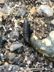 Thanatophilus lapponicus