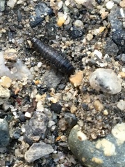 Thanatophilus lapponicus