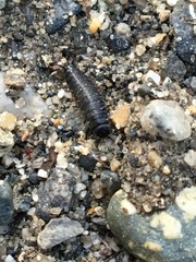 Thanatophilus lapponicus