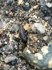 Thanatophilus lapponicus