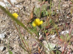 Arnoseris minima