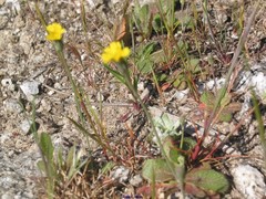 Arnoseris minima