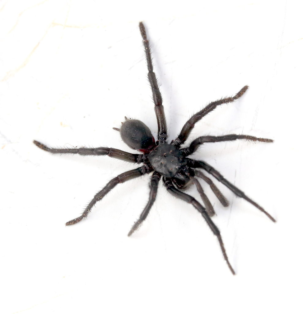 Antrodiaetus stygius