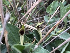 Aristolochia paucinervis
