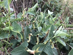 Aristolochia paucinervis