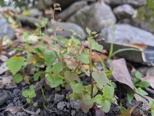 Lobelia heyneana observed 2020-02-29