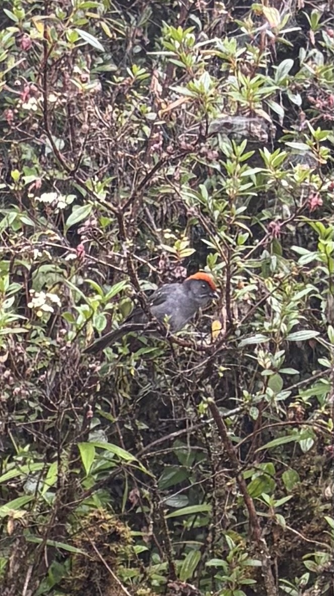 Cuzco Brushfinch (Atlapetes canigenis), photo 1