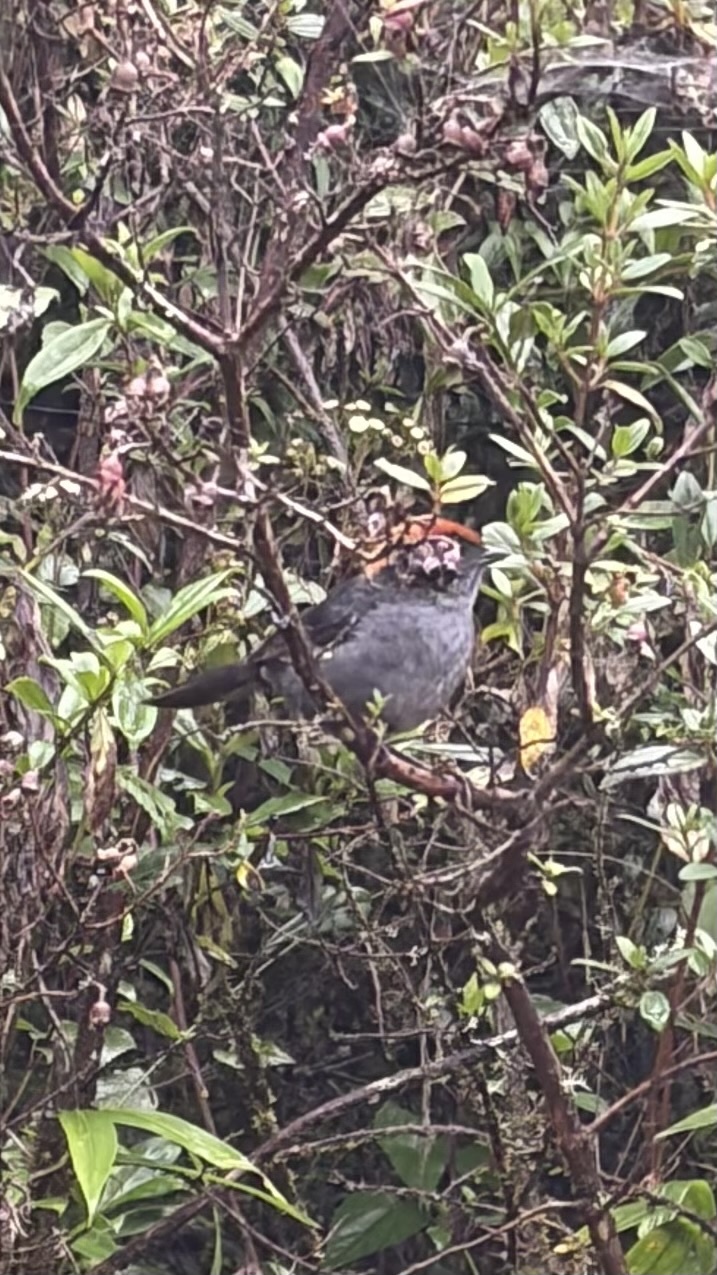Cuzco Brushfinch (Atlapetes canigenis), photo 2