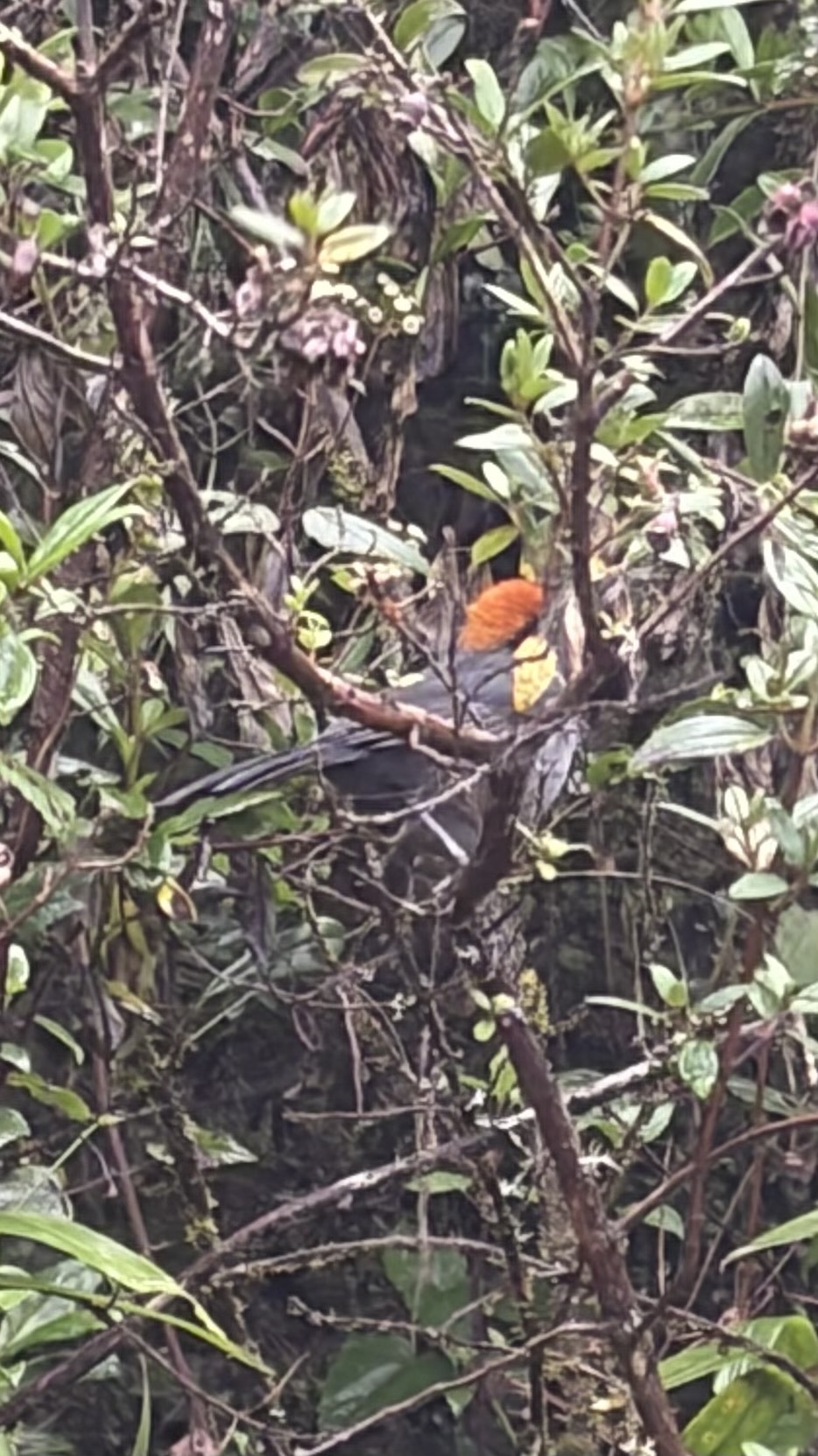 Cuzco Brushfinch (Atlapetes canigenis), photo 3