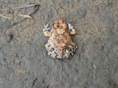 Tomopterna cryptotis