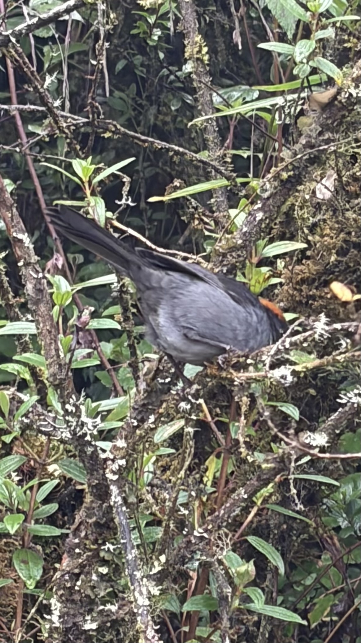 Cuzco Brushfinch (Atlapetes canigenis), photo 4