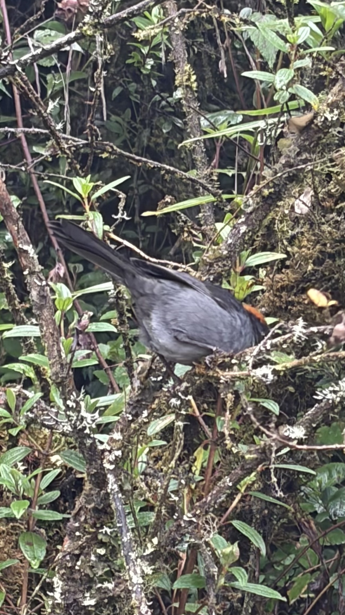 Cuzco Brushfinch (Atlapetes canigenis), photo 5