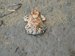 Tomopterna cryptotis