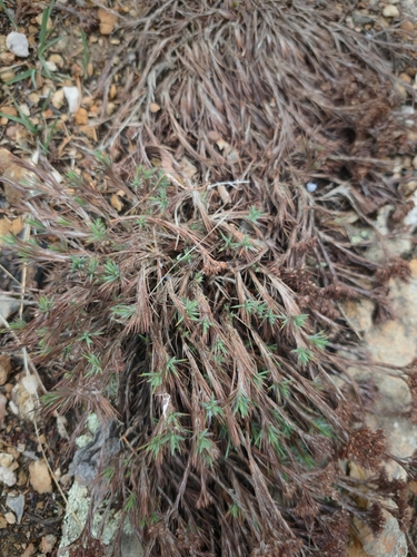 Paronychia virginica, photograph 6