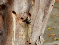 Xylocopa perforator