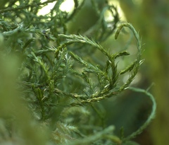 Selaginella oregana
