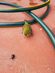 Zosterops lateralis chloronotus