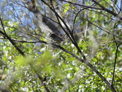 Vireo cassinii