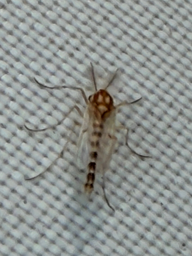Unknown species found near Hedgestone Dr, San Antonio, TX, US