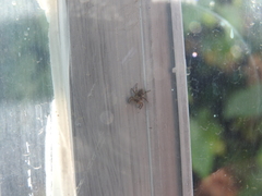Mexigonus