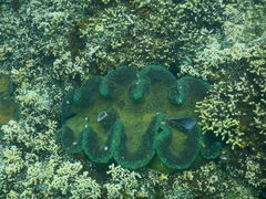 Tridacna gigas