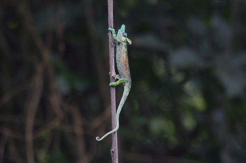 Strange-horned chameleon, Kinyongia xenorhina