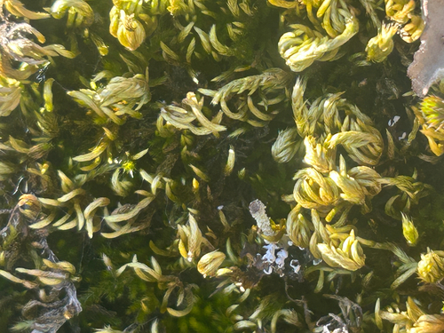 Homalothecium aureum observed 2026-03-08