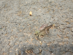 Hasora chromus chromus