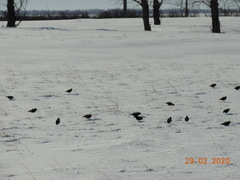 Melanocorypha yeltoniensis