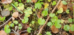 Hydrocotyle microphylla