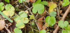Hydrocotyle microphylla