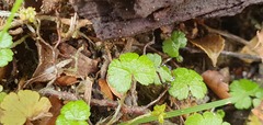 Hydrocotyle microphylla