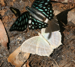 Graphium arycles